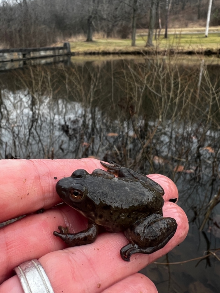 American Bullfrog